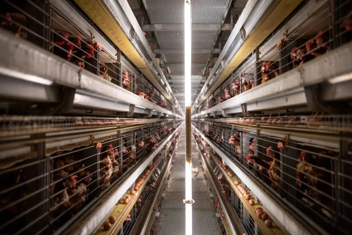 รายงานล่าสุดจากกลุ่มพันธมิตร Stop Financing Factory Farming (S3F) เผยว่า ในปี 2023 สถาบันการเงินระหว่างประเทศ (IFIs) ได้ลดการลงทุนในธุรกิจปศุสัตว์เชิงอุตสาหกรรมลงเหลือ 1.3 พันล้านดอลลาร์สหรัฐ จาก...