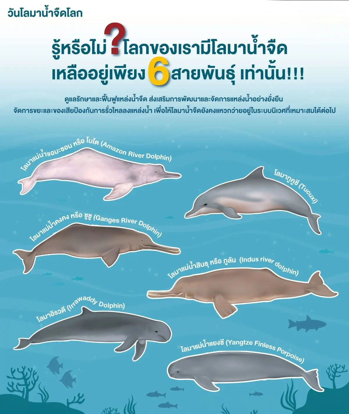 เมื่อพูดถึง “โลมา” หลายคนมักนึกถึงภาพสัตว์ที่แหวกว่ายอย่างอิสระในท้องทะเลกว้าง แต่ความจริงแล้ว โลกของเรายังมีโลมาอีกกลุ่มที่ปรับตัวให้อาศัยอยู่ในแม่น้ำสายสำคัญต่างๆ ซึ่งเป็นโลมาที่หายาก...