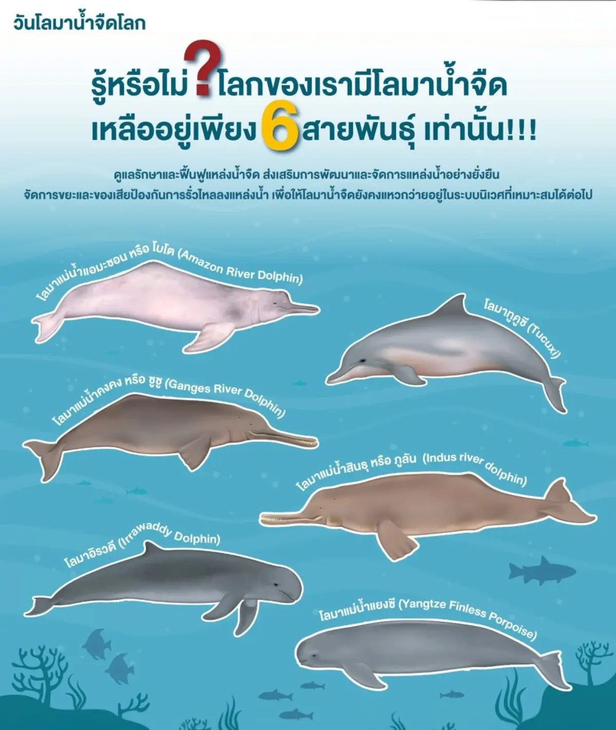 เมื่อพูดถึง “โลมา” หลายคนมักนึกถึงภาพสัตว์ที่แหวกว่ายอย่างอิสระในท้องทะเลกว้าง แต่ความจริงแล้ว โลกของเรายังมีโลมาอีกกลุ่มที่ปรับตัวให้อาศัยอยู่ในแม่น้ำสายสำคัญต่างๆ ซึ่งเป็นโลมาที่หายาก...