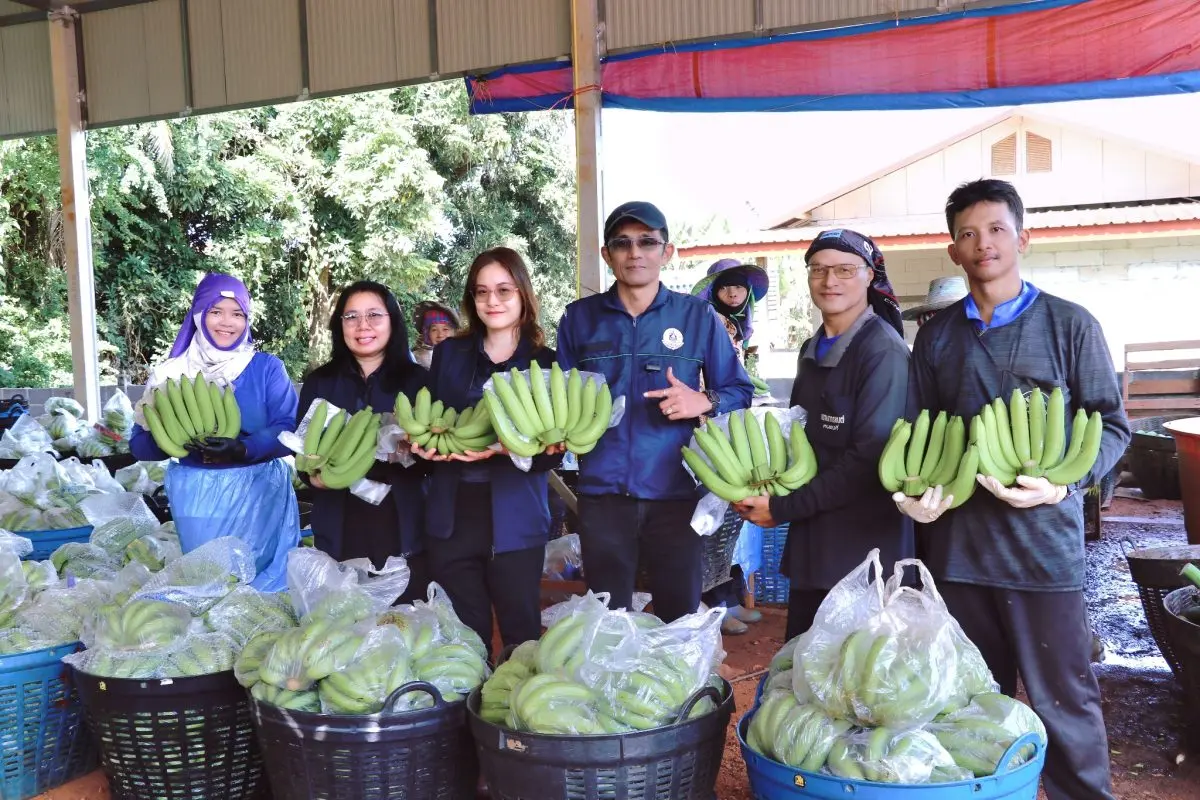 สศก. วิเคราะห์โอกาส “กล้วยหอมทองโคราช” สินค้าเกษตรมูลค่าสูงสู่ตลาดส่งออก ชูโมเดลความสำเร็จ ใช้นวัตกรรม Micro–Nano Bubbles พร้อมแนะบริหารความเสี่ยงตลอดห่วงโซ่