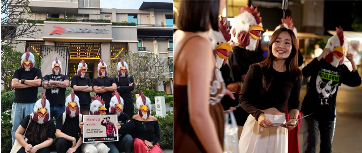 Farmed Animal Compliance Thailand (FACT) volunteers, dressed in chicken masks, recently took to the streets across Chiang Mai to raise public awareness on Marriott International’s publicly...