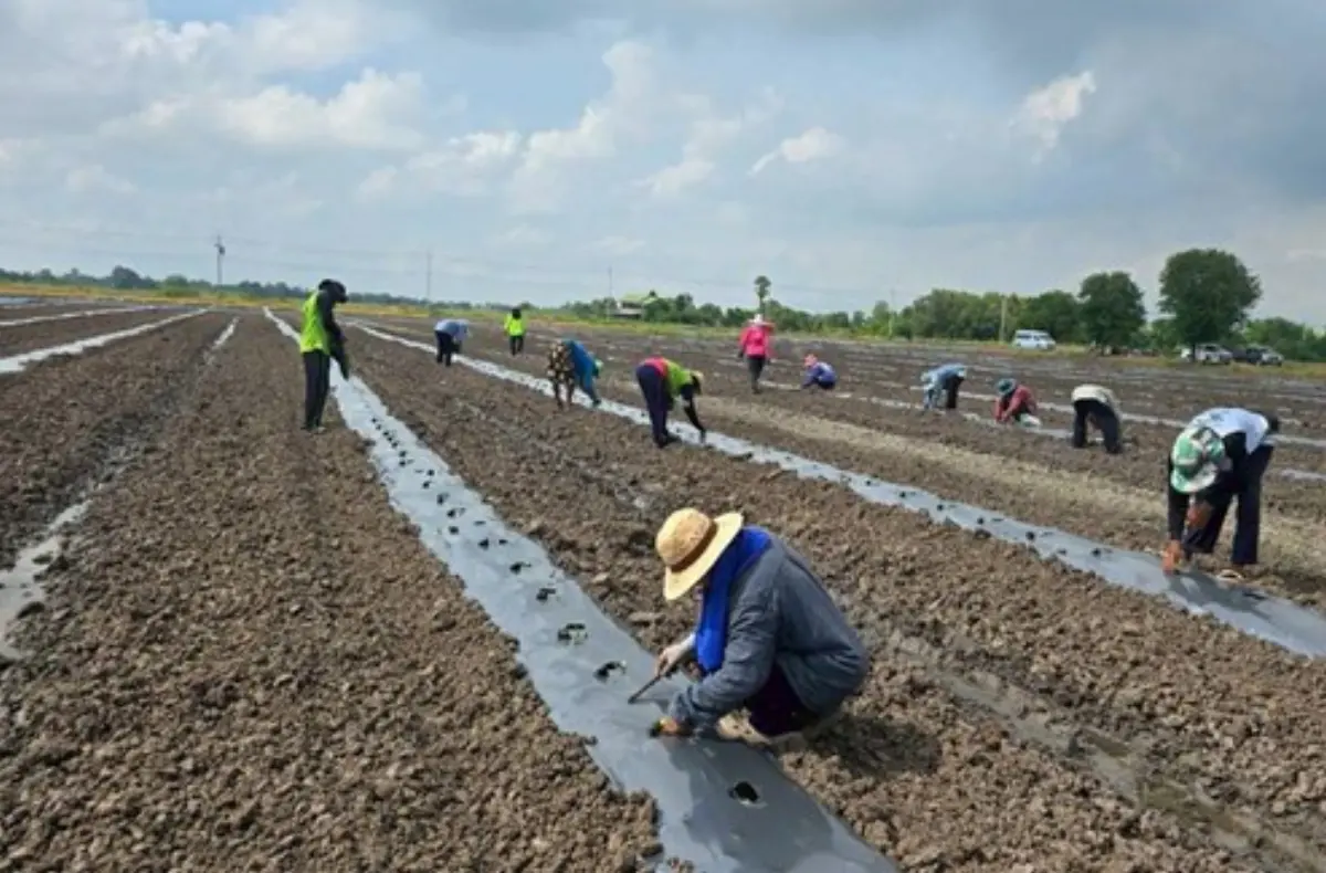 นางสาวกาญจนา ภูพิพัฒน์ผล ผู้อำนวยการสำนักพัฒนาสังคม (สพส.) กทม. กล่าวถึงความคืบหน้าการเตรียมความพร้อมแผนปฏิบัติการป้องกันและแก้ไขปัญหาภัยแล้งของ กทม. และมาตรการช่วยเหลือประชาชนและเกษตรกรในพื้นที่กรุง...