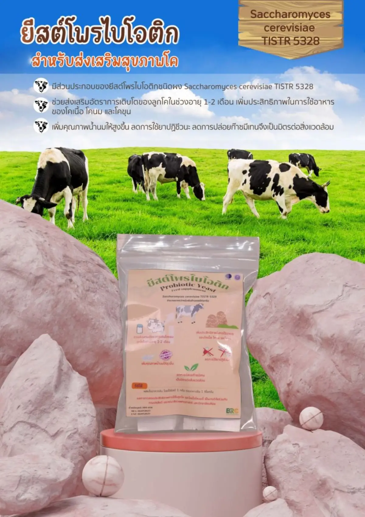 กระทรวงการอุดมศึกษา วิทยาศาสตร์ วิจัยและนวัตกรรม (อว.) โดย ศูนย์ความหลากหลายทางชีวภาพ สถาบันวิจัยวิทยาศาสตร์และเทคโนโลยีแห่งประเทศไทย (วว.) ประสบผลสำเร็จในการวิจัยและพัฒนา ยีสต์โพรไบ...