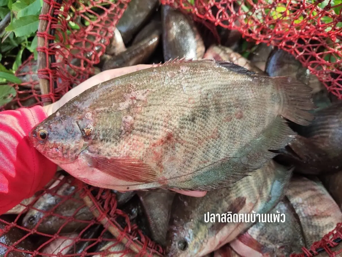 กรมทรัพย์สินทางปัญญา เดินหน้าขับเคลื่อนนโยบายยกระดับฐานการผลิตไทย สู่เป้าหมายเกษตรมูลค่าสูงของกระทรวงพาณิชย์ ล่าสุดประกาศขึ้นทะเบียนสิ่งบ่งชี้ทางภูมิศาสตร์ (GI) “ปลาสลิดบ้านแพ้ว” สินค้า GI...