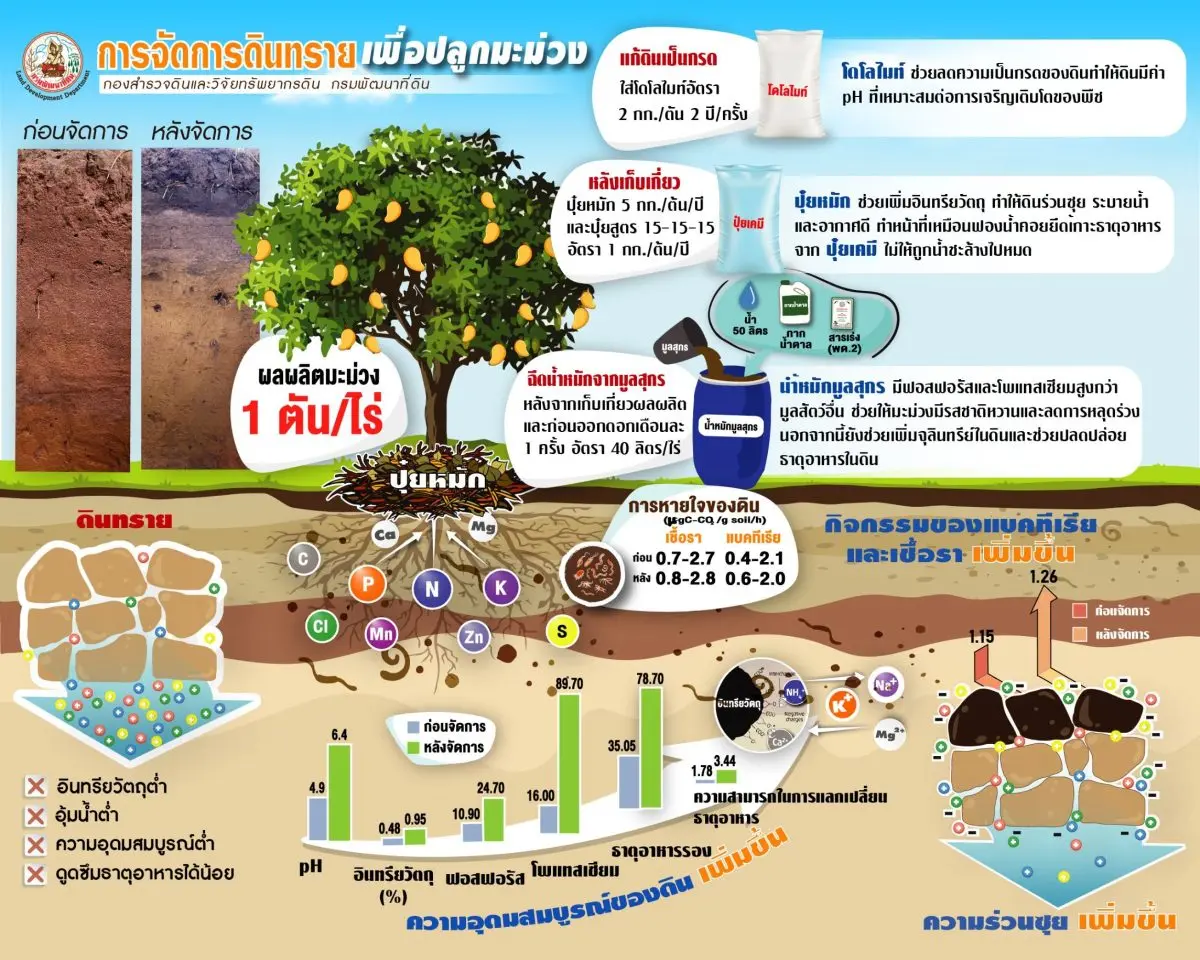 กรมพัฒนาที่ดิน มีเคล็ดลับเปลี่ยน “ดินทราย” ให้กลายเป็นทอง! ปลูกมะม่วงให้ผลผลิตปัง ดินทรายมักมีปัญหา… อินทรียวัตถุต่ำ ไม่อุ้มน้ำ ดูดซึมธาตุอาหารได้น้อย แต่ไม่ต้องกังวล! กรมพัฒนาที่ดิน มี...