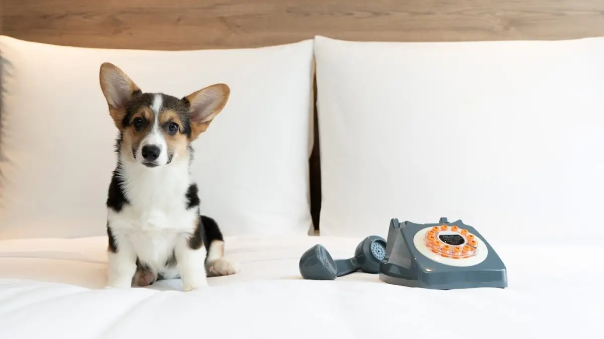 Moxy Bangkok Ratchaprasong, Thailand’s first and Asia Pacific’s largest Moxy hotel, introduces “Paws Stay Free #ATTHEMOXY,” a pet-friendly stay package designed for guests who wish to travel...