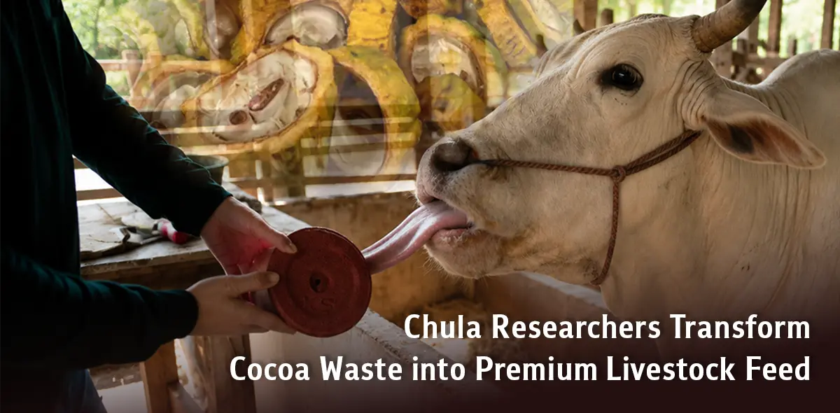Chula Researchers Transform Cocoa Waste into Premium Livestock Feed