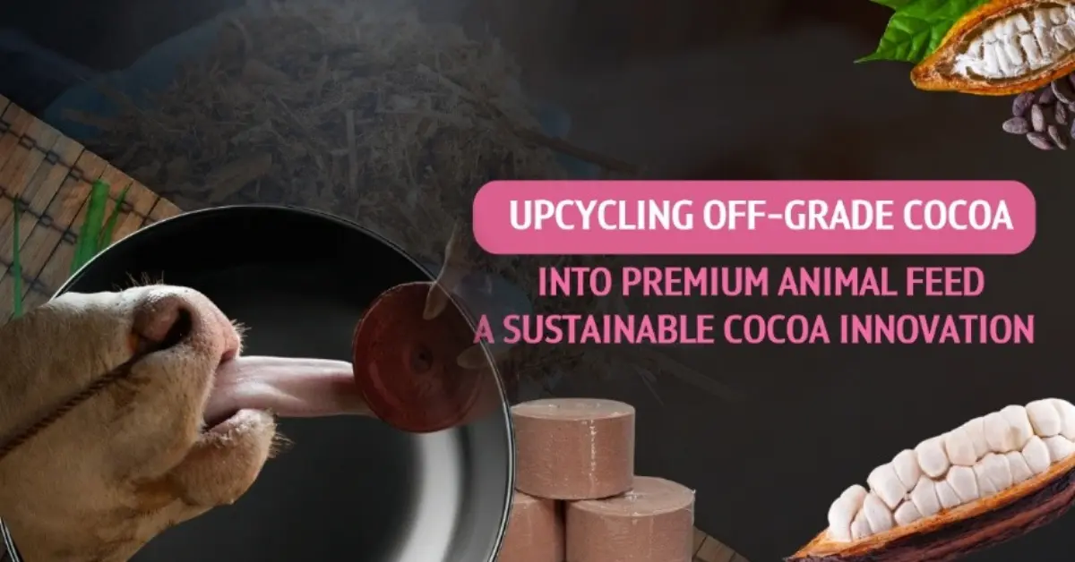 Happy Cows, Higher Income for Farmers with “Cocoa-Based Mineral Supplement” Chula Researchers Transform Low-Grade Cocoa into Premium Animal Feed