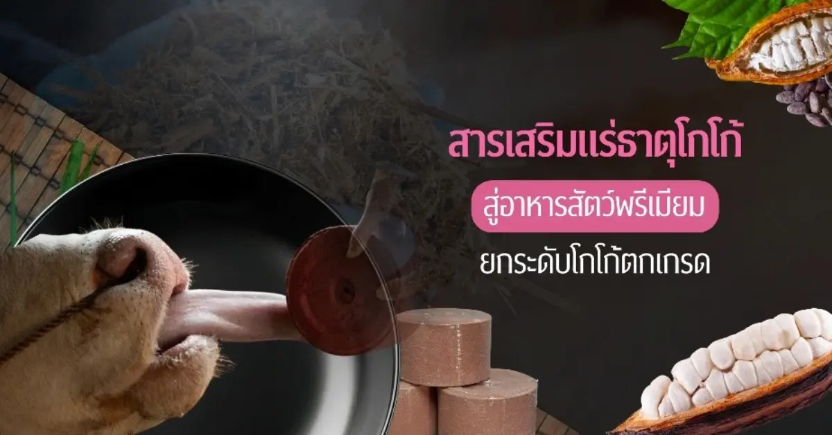อาจารย์จุฬาฯ ผันวิกฤตผลผลิตโกโก้ตกเกรด เป็นโอกาสสู่การพัฒนานวัตกรรม “สารเสริมแร่ธาตุจากโกโก้” ช่วยเกษตรกรผู้เลี้ยงปศุสัตว์ลดต้นทุน ยกระดับคุณภาพเนื้อโคขุนไทยลดปัญหาเต้านมอักเสบใน...