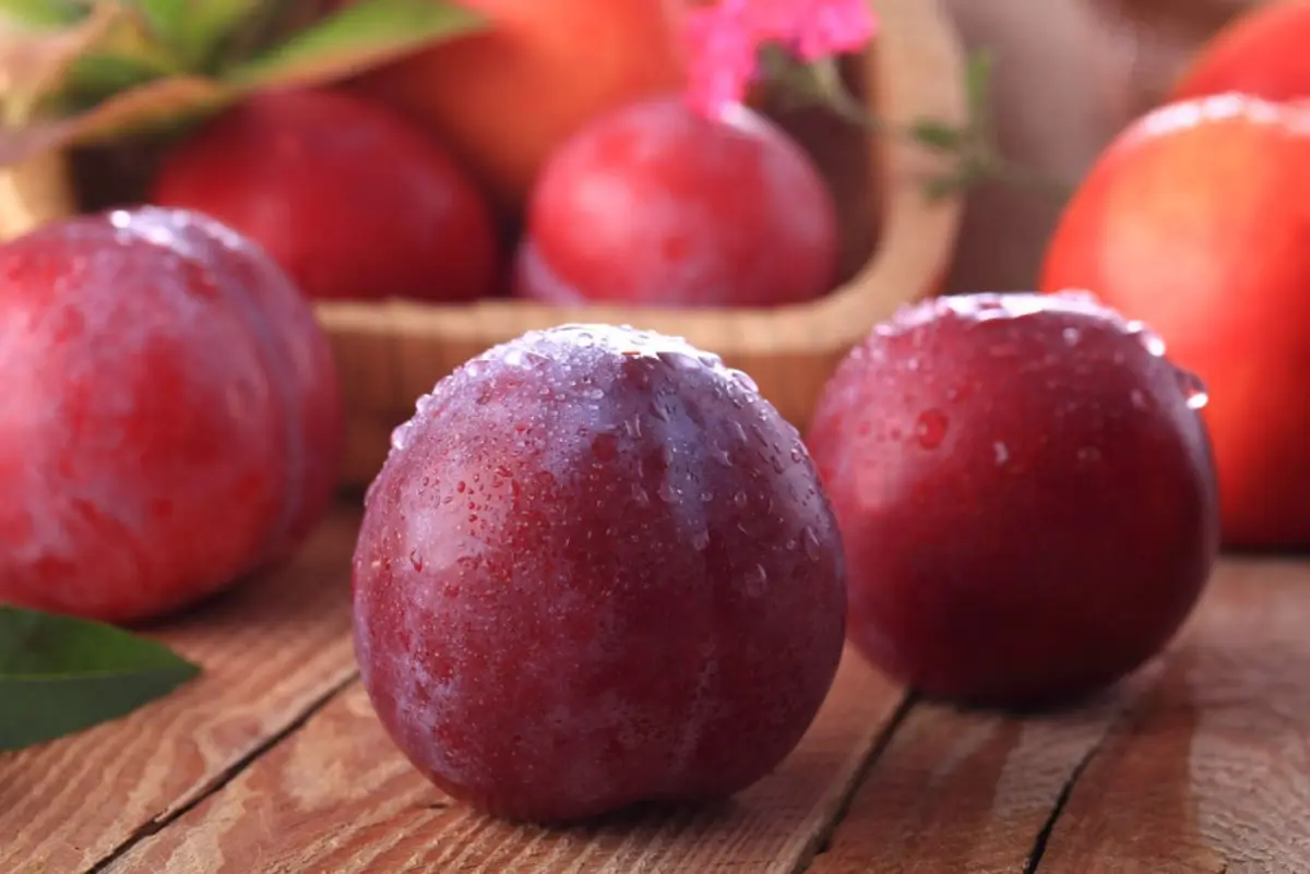 Publicity Department of the CPC Yingkou Municipal Committee In midsummer, with the fragrance of ripe fruits in the air, Yingkou’s orchards enter the peak harvest season for Prunus salicina...